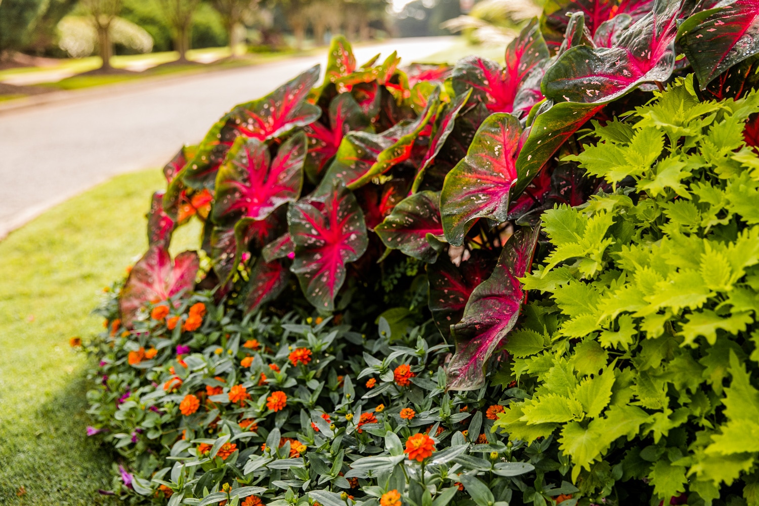 Royal Lakes-InternetSize-97